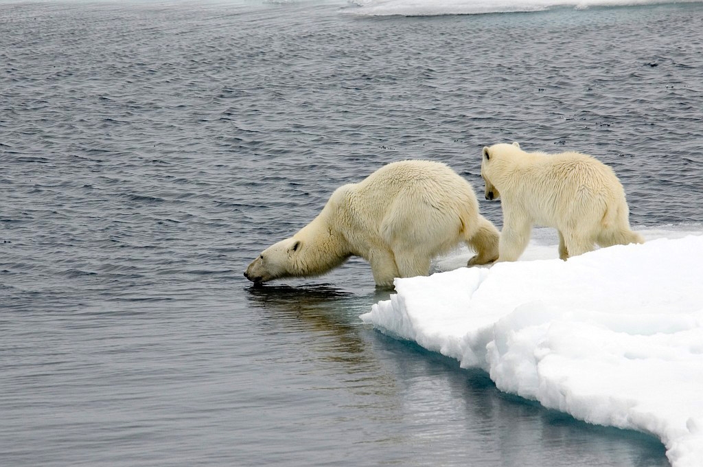 2607 Iskanten Isbjorn07.jpg - Polar Bear (Thalarctos maritimus) Isbjørn, Spitsbergen Norway July 2008